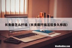 长青藤扦插活后多久移栽 长青藤怎么扦插