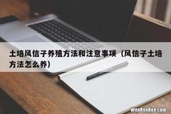 风信子土培方法怎么养 土培风信子养殖方法和注意事项