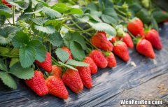 草莓是怎么种出来的,草莓怎么种