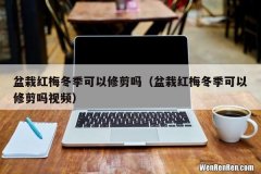 盆栽红梅冬季可以修剪吗视频 盆栽红梅冬季可以修剪吗