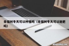 幸福树冬天可以施肥吗 幸福树冬天可以种植吗