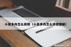 小苗多肉怎么修根图解 小苗多肉怎么修根