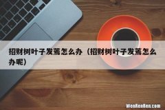 招财树叶子发蔫怎么办呢 招财树叶子发蔫怎么办