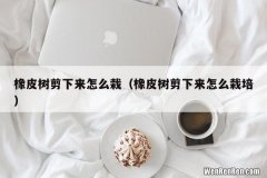 橡皮树剪下来怎么栽培 橡皮树剪下来怎么栽
