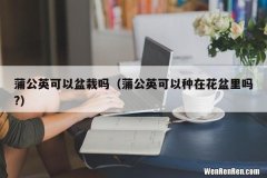 蒲公英可以种在花盆里吗? 蒲公英可以盆栽吗