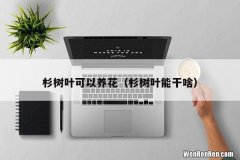 杉树叶能干啥 杉树叶可以养花