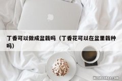 丁香花可以在盆里栽种吗 丁香可以做成盆栽吗