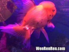 红色金鱼为什么变白,金鱼鹤顶红喂养了一年多，顶上红色变成了透明白色，是怎么回事？