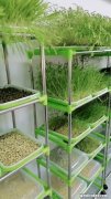 豆芽怎么种植技术,豆芽的种植方法