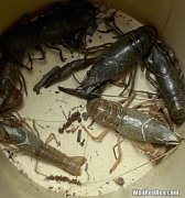 钓小龙虾最简单的方法,捕捉龙虾的小妙招 怎么捕捉龙虾