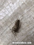 蟋蟀是益虫还是害虫,蟋蟀是害虫还是益虫？
