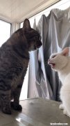猫为什么喜欢突然咬你,猫咪为什么会突然咬主人一口