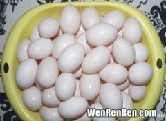 鸽子蛋营养价值,鸽子蛋有什么营养价值 吃鸽子蛋有什么功效