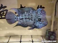 养鱼为什么不能养双数,为什么养鱼双数是大忌