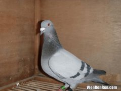 鸽子养殖方法怎样养殖鸽子,鸽子怎么养