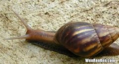 非洲大蜗牛有毒吗,有毒的大蜗牛叫什么