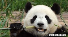 大熊猫名字由来,大熊猫名字由来