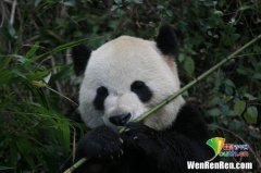 大熊猫为什么喜欢吃竹子,大熊猫为什么爱吃竹子