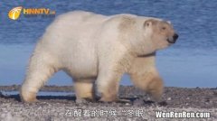 北极熊冬眠吗,北极熊冬眠吗,它又是怎样度过冬天的