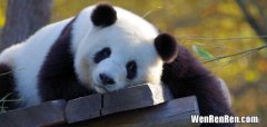 大熊猫的外形特点,大熊猫的外形特征是什么？