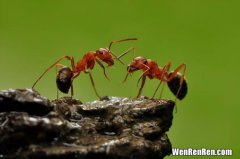 蚂蚁是动物吗,蚂蚁是动物吗？