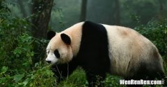 大熊猫为什么是黑白色的,为什么熊猫是黑白相间两色的？