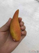 芒果核可以种吗,发芽了的芒果核怎么种 发芽了的芒果核如何种植