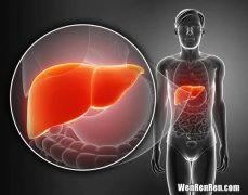 NMN对肝脏的作用,NMN对肝脏的作用，为什么吃NMN没什么作用呢？