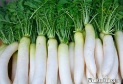 土豆红萝卜能一起吃吗,胡萝卜和土豆可以一起吃吗 胡萝卜和土豆营养价值