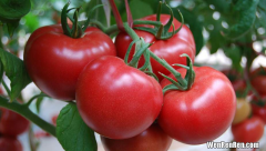 怎么挑番茄公和母,番茄怎么做才高产