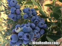 蓝莓怎么洗,蓝莓清洗的正确方法