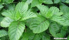 石斛为什么叫不死草 仙草草本植物