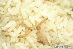 大米里面生虫子怎么办还能吃吗