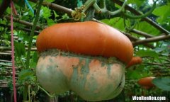 砍瓜吃起来是什么味道