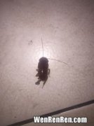 家里为什么会有蟑螂,家里为什么会有蟑螂？
