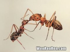为什么蚂蚁喜欢咬我,为什么蚂蚁总喜欢咬我？求大神帮助