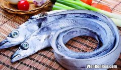 皇带鱼和带鱼的区别,勒氏皇带鱼和太平洋皇带鱼，两者有何不同？