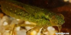 蜻蜓幼虫水虿凶猛的捕食者,蜻蜓的幼虫水虿生活在哪里