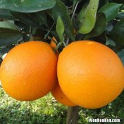 十斤脐橙大概有多少个,赣南脐橙70至75的果10斤大概有多少个？