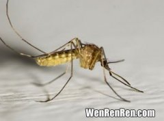 蚊子是动物吗,蚊子属于动物吗？昆虫和动物的定义是什么？