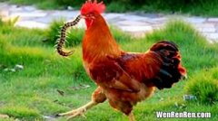 蜈蚣为什么怕鸡,蜈蚣为什么会害怕公鸡？