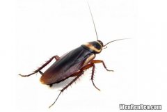家里有蟑螂的主要原因,为什么屋里有蟑螂 出现蟑螂的原因