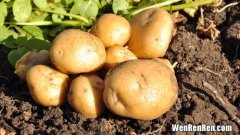 夏天土豆怎么大量储存,夏天土豆怎么存放 夏天土豆存放的方法