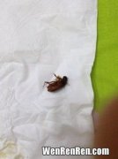 黑色蟑螂和棕色蟑螂的区别,红色蟑螂和黑色蟑螂区别