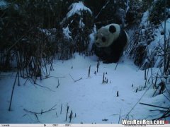大熊猫有冬眠的习性吗,大熊猫有没有冬眠的特性？