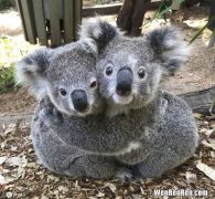 考拉抱是怎么抱,公主抱和考拉抱哪个轻松