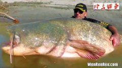 鲶鱼是什么鱼,鲶鱼长什么样