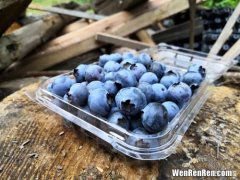 蓝莓粉的功效与作用,蓝莓粉的作用有哪些？