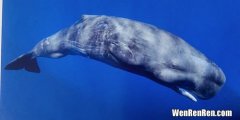 侏儒抹香鲸是国家几级重点保护动物,抹香鲸属于国家几级保护动物，动物保护协会应如何保护它？