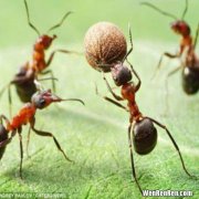 蚂蚁的特点和本领,蚂蚁的特点和本领是什么？